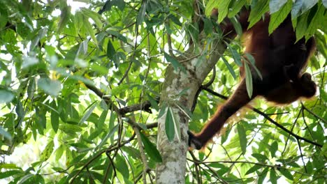 Baby-orang-utan-on-back-of-his-mum-climb-a-tree,-unique-scene-of-life-in-the-wilderness-of-the-Borneo-forest