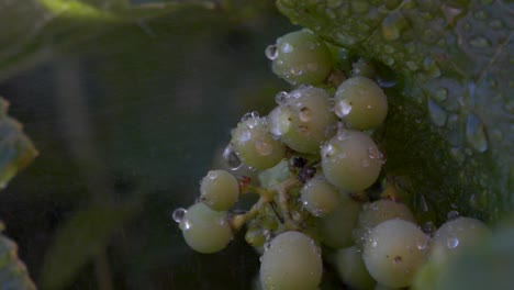 Macro-shot-of-bunch-green-grapes-being-sprayed-with-water-in-slow-motion-with-droplets-trickling-down-over-ripening-fruit