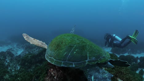 Ein-Einzigartiger-Blick-Auf-Eine-Meeresschildkröte,-Die-Einem-Taucher-Folgt,-Während-Er-Durch-Die-Meeresströmungen-Schwimmt