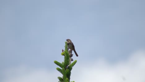 Small-brown-bird-chirping-on-tree-with-blue-sky-blurred-in-background---songbird-sitting-on-top-of-pine-tree
