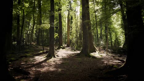 Riesige-Hohe-Bäume-In-Einem-Wunderschönen-Wald-In-Neuseeland