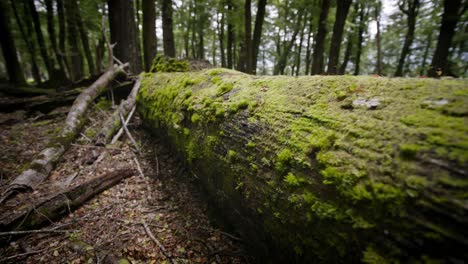 Fallen-log-with-green-moss-covering-it-in-the-middle-of-a-quiet-forest-in-New-Zealand
