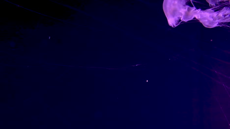 Flame-Jellyfish-Swimming-In-The-Tank-With-Black-Background