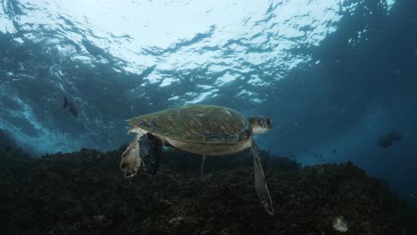 östlicher-Morgenblick-Auf-Eine-Tropische-Meeresschildkröte,-Die-Im-Seichten-Wasser-Schwimmt