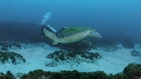 Ein-Taucher-Schwimmt-Neben-Einer-Großen-Grünen-Meeresschildkröte,-Die-Durch-Das-Blaue-Tropische-Wasser-Gleitet