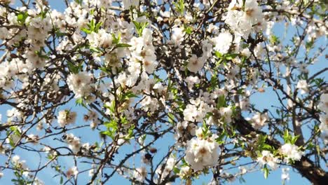 pretty-white-and-pink-almond-blossoms