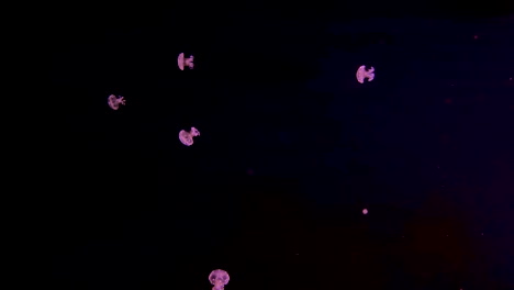 Floating-Bell-Jellyfish-Moving-In-Slow-Motion-Against-Dark-Backdrop