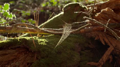 Spinnennetz-In-Einem-Schönen-Grünen-üppigen-Wald