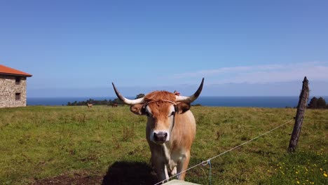 Close-up-of-a-big-horned-limousine-cow-in-a-green-meadow-next-to-seaside