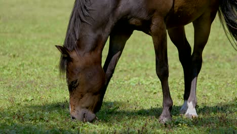 Pretty-happy-brown-horse-grazing-on-green-grass-field-during-sunlight-in-nature---close-up-slow-motion-shot