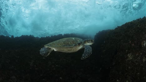 Ein-Einzigartiger-Blick-Auf-Brechende-Wellen-über-Einer-Meeresschildkröte,-Die-Im-Blauen-Ozeanwasser-Schwimmt