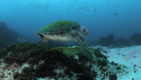 Eine-Vom-Aussterben-Bedrohte-Grüne-Meeresschildkröte-Beißt-Sich-In-Die-Eigene-Flosse,-Während-Ein-Taucher-Aus-Der-Ferne-Zuschaut