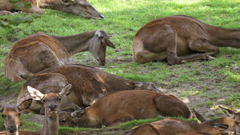 Slow-motion-shot-of-resting-brown-deers-on-pasture-in-wilderness,close-up