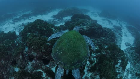 Scuba-diver-following-a-large-Green-Sea-Turtle-as-if-glides-through-the-blue-ocean-currents