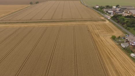Harvest-drone-fly-over-fields-pre-harvest,-trees-and-countryside-in-view
