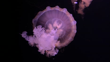 Chrysaora-Hysoscella,-Kompassqualle,-Die-Im-Zooaquarium-Mit-Schwarzem-Hintergrund-Schwimmt