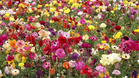 Flower-field-with-bright-and-vibrant-ranunculus-buttercups-in-peak-bloom