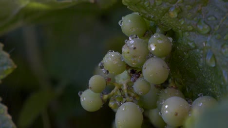 Makroaufnahme-Von-Grünen-Weintrauben-Mit-Langsamen-Wassertröpfchen,-Die-über-Reifende-Früchte-Rieseln