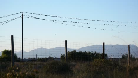 Hundreds-of-European-Starlings-perched-on-utility-wires-then-fly-in-a-synchronized-murmuration-above-a-highway-and-mountains-in-the-background