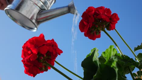 Watering-a-cluster-of-red-geraniums-blossoming-against-the-clear-blue-sky