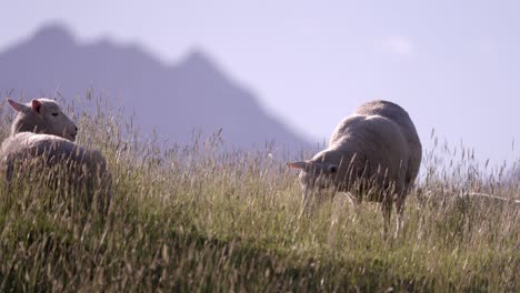 Ovejas-Pastando-En-Las-Altas-Montañas-De-Nueva-Zelanda-En-Una-Mañana-Soleada