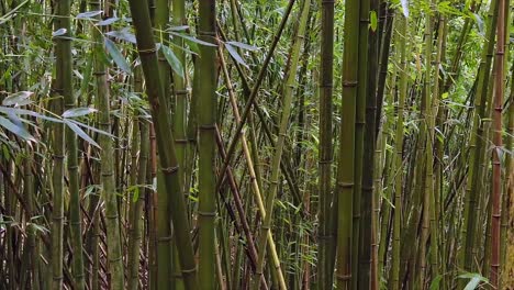 Dichter-Wald-Aus-Bambuspflanzen,-Die-Sich-In-Zeitlupe-Im-Wind-Bewegen