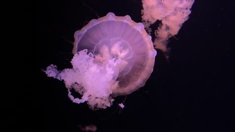 Chrysaora-Hysoscella,-Compass-Jellyfish-Motion-Under-The-Water