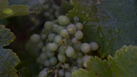 Grüne-Weintrauben,-Die-In-Zeitlupe-Mit-Wasser-Besprüht-Werden,-Wobei-Tröpfchen-Die-Früchte-Im-Weinberg-Herunterlaufen