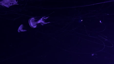Rhopilema-Esculentum---Medusa-Llama-Nadando-En-El-Tanque-Del-Acuario-Con-Iluminación-Violeta