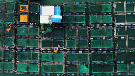 Eine-Vertikale-Luftaufnahme-über-Einer-Rechteckigen-Fischfarm-In-Vietnam