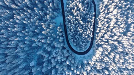 Top-down-View-Of-Mountain-Road-And-Coniferous-Forest-Covered-In-Snow-During-Winter---aerial-drone-shot
