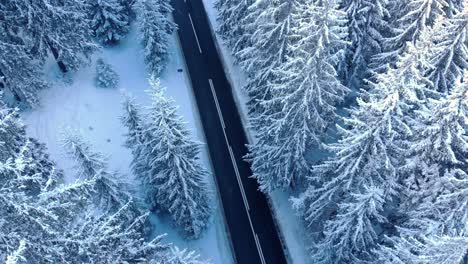 Leere-Asphaltstraße-Mit-Dichten-Nadelbäumen,-Die-Im-Winter-Mit-Schnee-Bedeckt-Sind