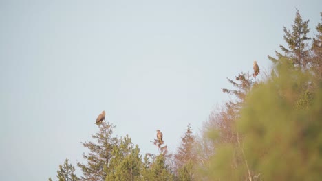 Golden-Eagles-Sitting-On-Top-Of-Trees-In-Woodlands-Of-Norway-At-Sunrise