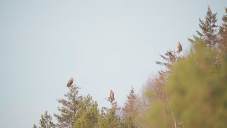 Golden-Eagles-Perched-On-Treetop-At-Daytime-In-The-Forest