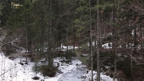 Dichte-Bäume-Im-Wald-Enthüllten-Im-Winter-Einen-Zugefrorenen-Fluss