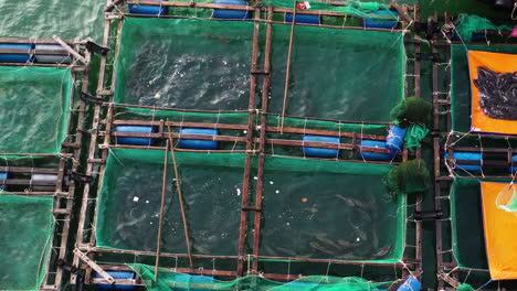 Aerial-static-birdseye-shot-of-fish-in-cages-in-fishing-farm-on-coast-of-Vietnam
