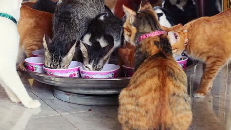 Grupo-De-Gatos-Rescatados-Que-Tienen-Un-Frenesí-De-Alimentación-Durante-La-Hora-De-La-Comida