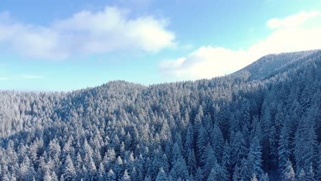 Sonnenlicht-Durch-Schneedichten-Wald-Enthüllte-Im-Winter-Eine-Hügelige-Landschaft-Im-Hintergrund
