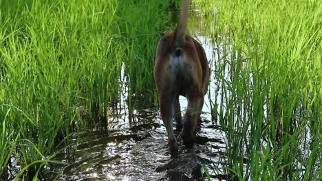 A-cute-Khmer-dog-walking-on-a-water-filled-rice-paddy-during-the-early-morning-in-the-countryside-of-Cambodia