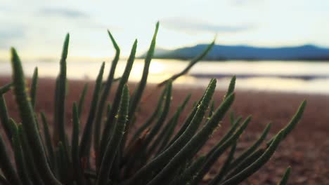 Close-up-of-edible-Salicornia-bigelovii-or-dwarf-saltwort-growing-in-the-salt-flats
