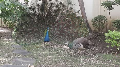 Peacock-shakes-its-beautiful-plumage,-natural-courtship-ritual-in-front-of-female-peacock,-animates-the-bird's-plumage