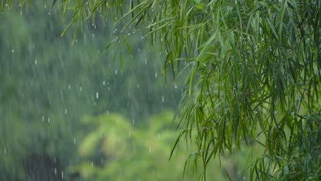 Heavy-rainfall-on-a-green-jungle,-nature-background-of-a-tropical-environment-during-a-rainy-day-with-copy-space