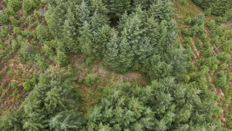 Drone-shot-of-a-forest-farm
