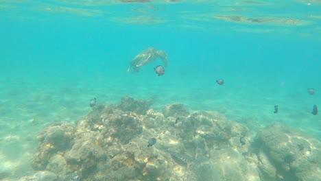 Multiple-green-sea-turtles-or-Chelonia-Mydas-swimming-underwater-in-Hawaii