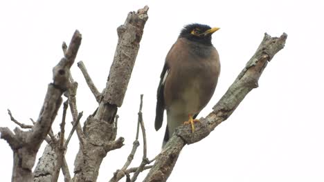 Myna-bird-in-rain-and-finding-some-place-to-stay-dry-in-tree-