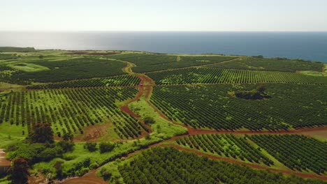 Establishing-shot-of-green-coffee-farm-cultivation-next-to-blue-ocean-in-Hawaii