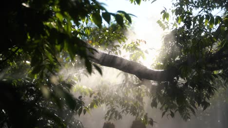 Weißer-Nebel-Erzeugt-Eine-Schöne-Reflexion-Des-Sonnenlichts-Zwischen-Dem-Baum-Mit-Grünen-Zweigen