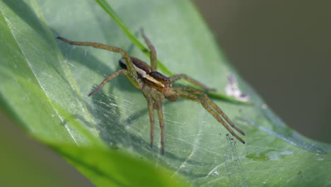 Makroaufnahme-Einer-Ruhenden-Europäischen-Spinne-Auf-Grünem-Blatt-In-Der-Natur-Während-Des-Sonnenlichts---Pisaura-Miramilis-arten