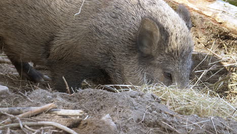 Slow-motion-shot-of-wild-adult-Boar-foraging-hay-for-food-in-wilderness,close-up