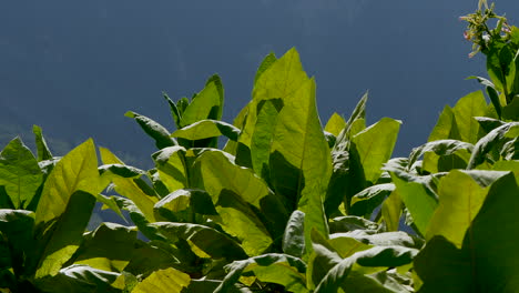 Nahaufnahme-Von-Grünen-Blättern-Von-Tabakpflanzen-In-Der-Natur-Während-Der-Sonne,-Prores
